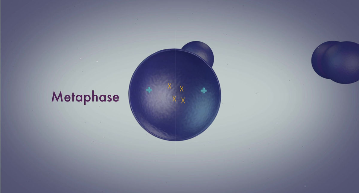 Mitosis